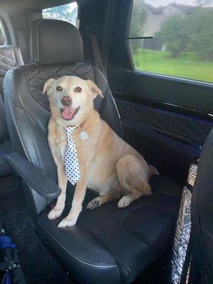 Happy after grooming with a complimentary necktie