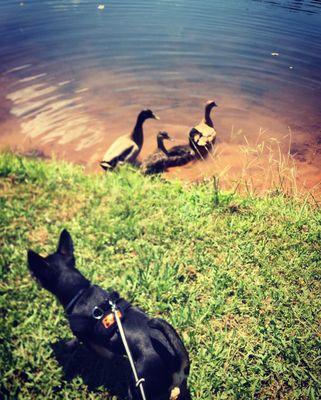 Duck crossing