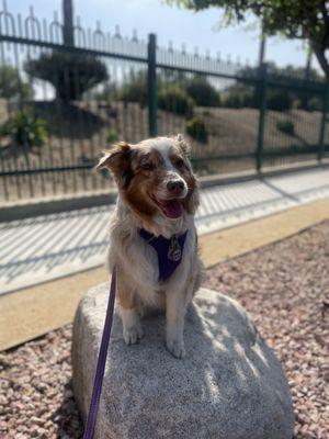 Betty Mae enjoying a walk around the reservoir