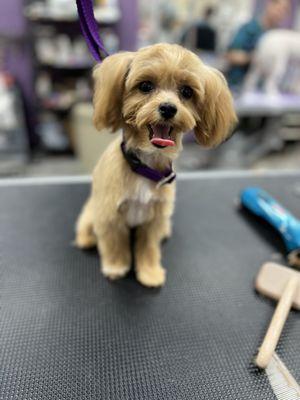 Pups first groom, little miss Willow