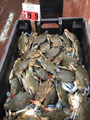 Live Blue Crabs