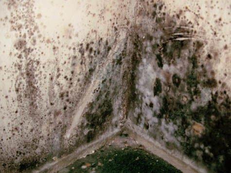 Mold in a home