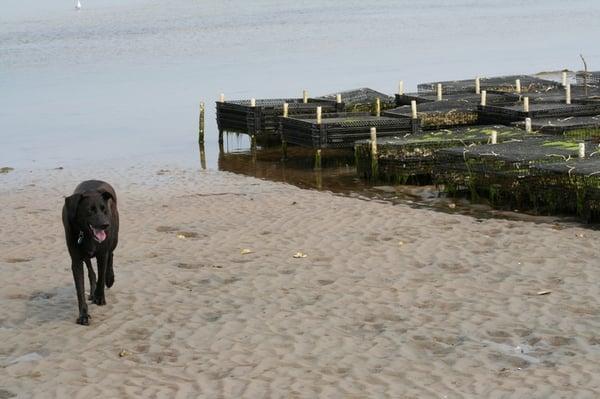 And investigate the oysters with your pooch.