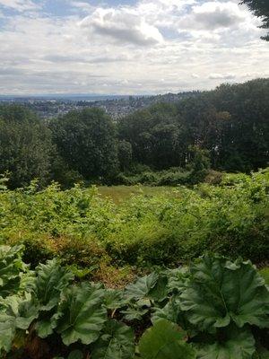 Looking over the MacLean Park Meadow.