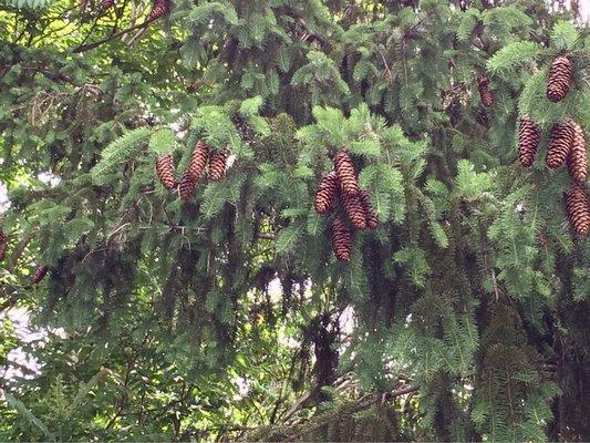 I love the trees. Taken Previously Posted 06/25/23