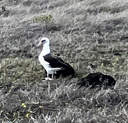 Albatross mating and hatching grounds on the point