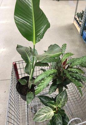 Awesome plant selections at this BJ's