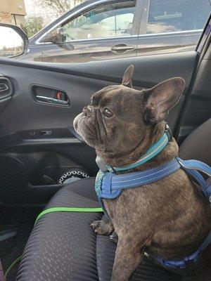 Batman waiting patiently in the car to see his doctor