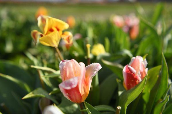 Tulip Town