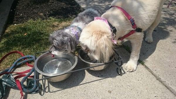 Reggie and Zoey are staying well hydrated during these dog days of summer.