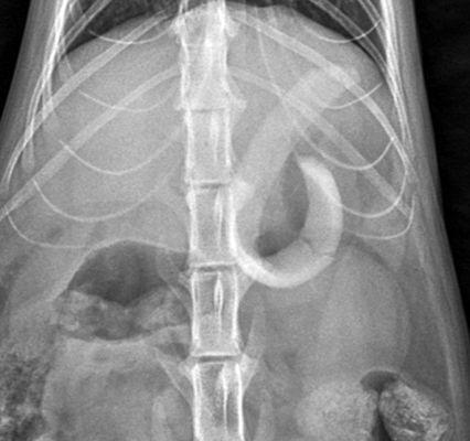 X-ray from Top of the foreign object that she had before we brought her home.