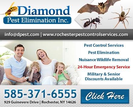 Diamond Pest Elimination Inc.