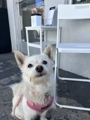 Dog friendly- they even have treats outside for your patient pups