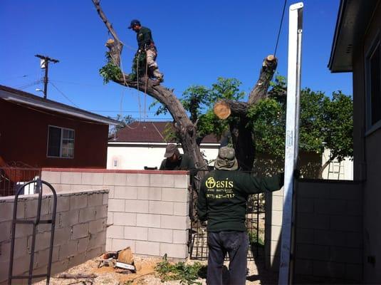 Oasis Tree Service