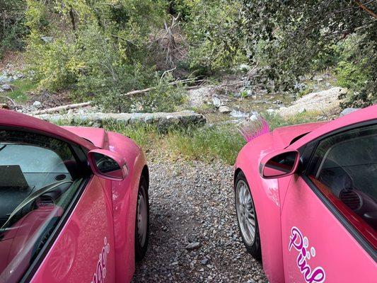 Our pink bugs enjoying nature!