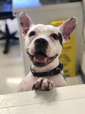 New receptionist at Animal Medical Center of Orange. Everyone meet "Moo"