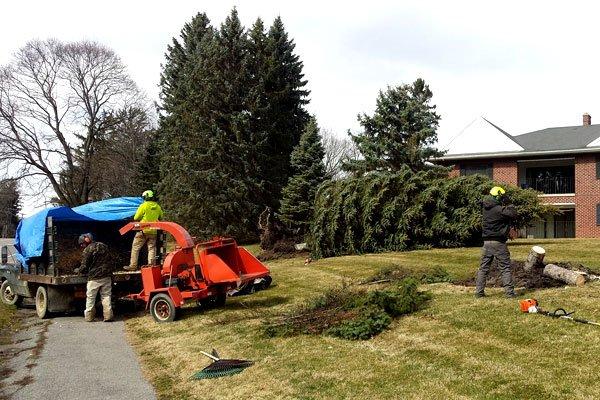 Tree removal services