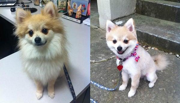 Before and after grooming by Eva.