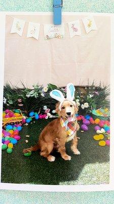 My puppy attending Pet Suites' Feast or Beg Hunt - Easter 2021