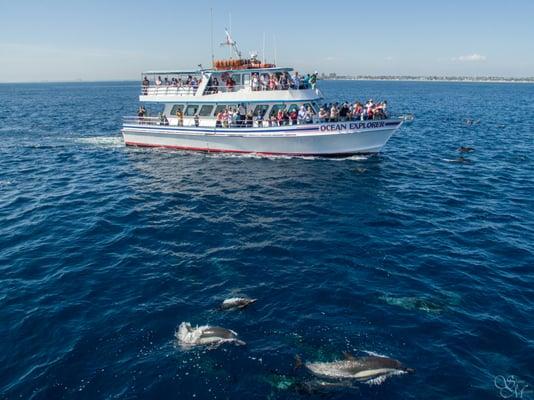 Whale watching trip with ship viewing some dolphins