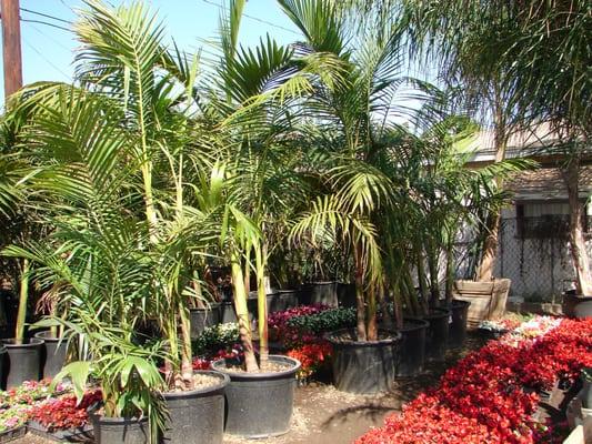 25 gallon King Palm (seaforthia palm)