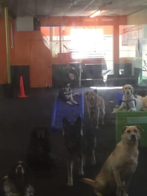 Dogs in "big dog" playroom at pick-up! "Are you my mother?"