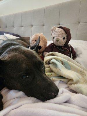 My forever pup Chloe and her stuffed animal friends.