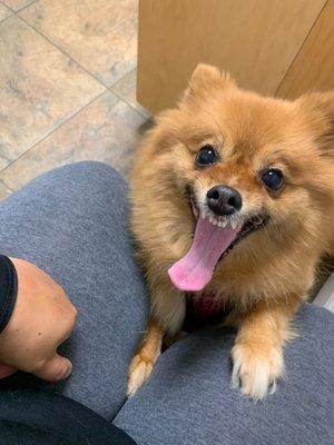 Honey the Pomeranian - Waiting on Dr. Fady