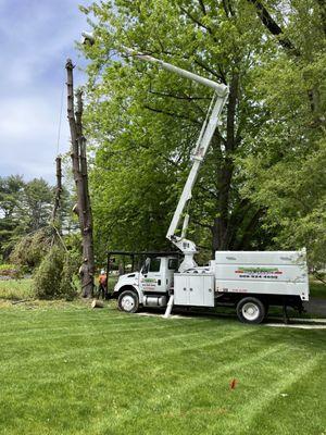 Timberland Tree service