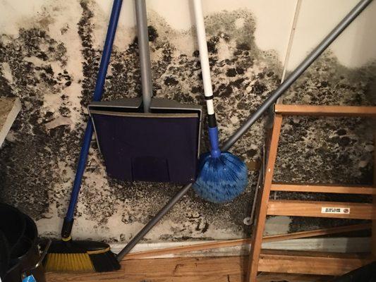 Mold Assessments by Florida licensed Mold Assessors