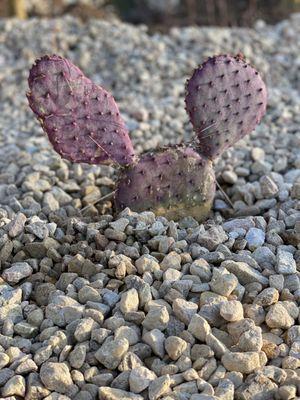 Drought tolerant plants