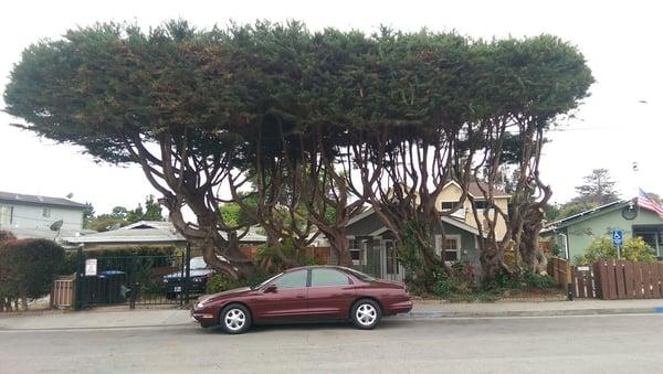 Nice and trim... It's our giant bonsai!