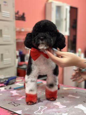 Cute Paws Dog Grooming