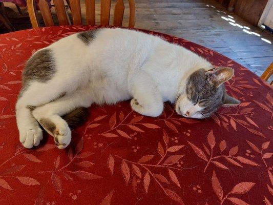 Virgil, the wonderful winery cat (among other barn cats)