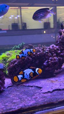 Beautiful clownfish!