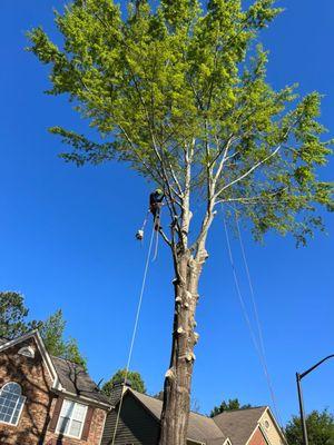 Ayala Tree Services