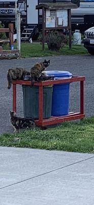 the cats love your trash