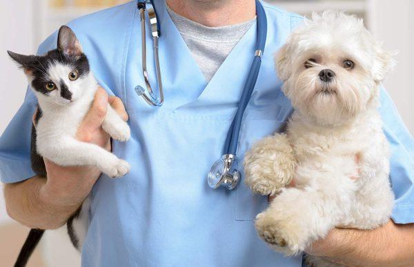 The Healthy Pets Clinic provides low-cost basic veterinary services Tuesday-Sunday 9am-4pm. No appointment.