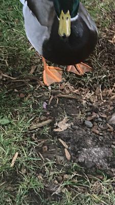 Ducks are looking and smiling at the camera again