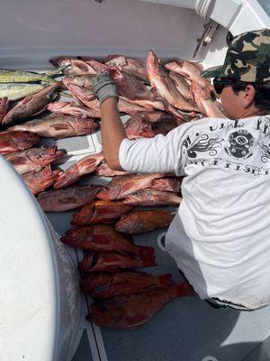 Some of the snapper we caught