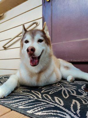 My gorgeous girl after her day at Lokahi Dog Grooming