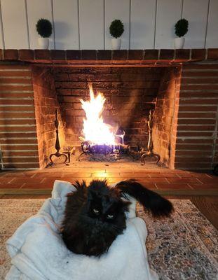 Bisou, 19.5 in her favorite spot: in front of the fireplace in her favorite noodles' cardboard box