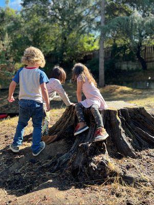 Sequoia Nursery School Kids looking at bugs in the tree stump.