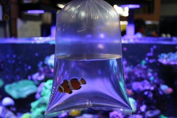 selection of aquacultured clownfish