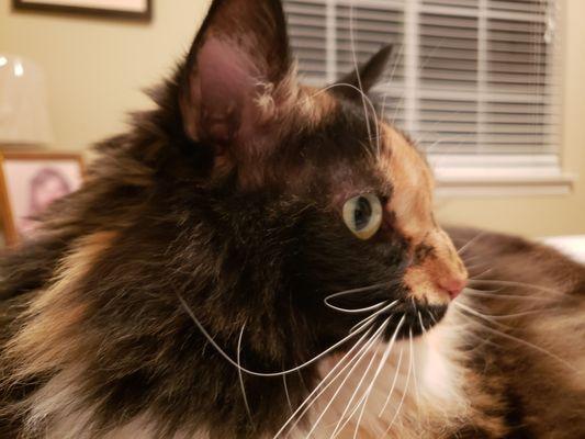 My Emma, the prettiest cat on the block.