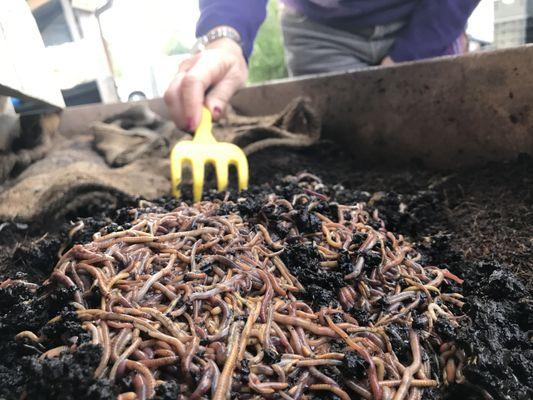 Red Wiggler worms and worm bins for sale