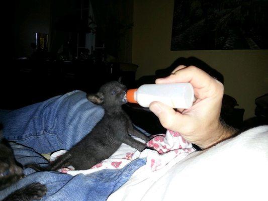 Yoda . Found in our backyard at 2 weeks old. Joe giving our lil boy his bottle.  His buddy!