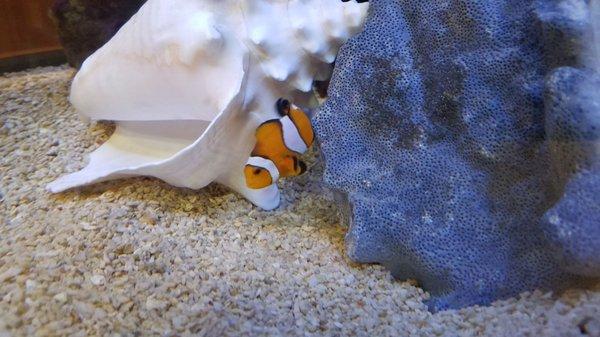 And here's Nemo!