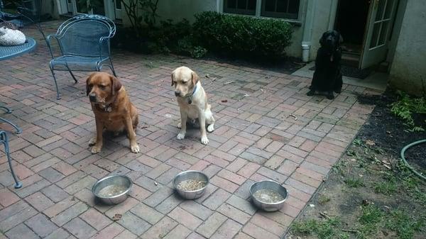 Clifford, Linus, and Malcolm showing dogwalker Suzanne that they can resist food. Ha! Can you see the drool puddles?