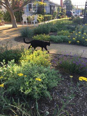 Seating, path, and cat.